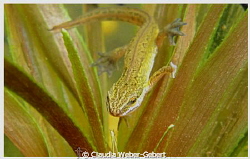hey - here I am....
Newt in the pond by Claudia Weber-Gebert 